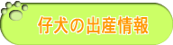 仔犬の出産情報