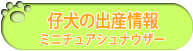 仔犬の出産情報　ミニチュアシュナウザー