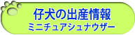 仔犬の出産情報　ミニチュアシュナウザー