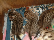 ベンガル猫が出産しました。No 352写真