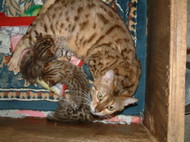 ベンガル猫が出産しました。No 352写真