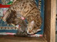 ベンガル猫が出産しました。No 352写真