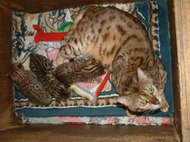 ベンガル猫が出産しました。No 352写真