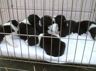 ８月２８日産まれのボーダーコリーの子犬達写真