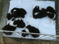 ８月２８日産まれのボーダーコリーの子犬達写真