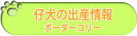 仔犬の出産情報　ボーダーコリー