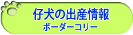 仔犬の出産情報　ボーダーコリー